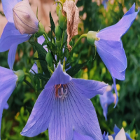 桔梗花冬天可以播种吗？种植方法和时间是是什么？