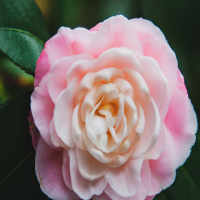 茶花树移栽需要怎么办才能成活率高？12月份可以移栽吗？