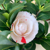 怎么样种玫瑰花才漂亮呢？种植条件和种植方法是什么呢？