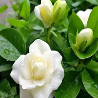 栀子花上什么肥料可以促开花呢？开花期间怎么施肥最好呢？