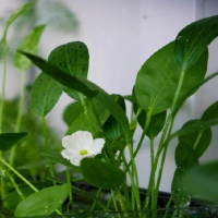 水培花卉种植效果如何？养护技巧有哪些？