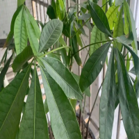 金钱树移盆需要注意什么细节呢？换盆根部还需要处理吗？