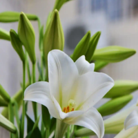 百合花里的花蕊要拔掉吗?去掉花蕊的原因是什么呢?