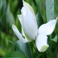 栀子花室内可以养吗有毒吗？药用价值有哪些?