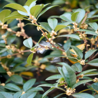 桂花树冬天可以浇水吗?怎样浇水和养护?