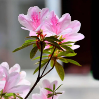 怎么养好杜鹃花才能开花快一点呢？勤开花的秘诀有哪些呢？