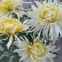 菊花小苗冬天怎么养护和管理呢？浇水要浇透吗怎么浇水呢？