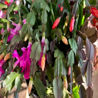 蟹爪兰掉下来的叶子怎么样种植呢？怎么栽培什么时候栽培最好呢？