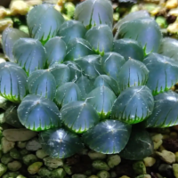 玉露边上长出好多小芽怎么办呢？长侧芽是什么原因造成的呢？