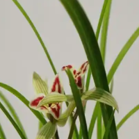君子兰中间没芯怎么办？没有心多久能长出新叶？