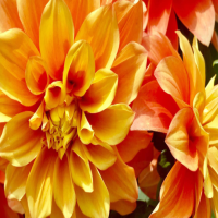 世界十大花语最浪漫的花语？代表浪漫的花的花语有哪些？