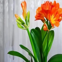 君子兰从种子到开花要多久时间呢？什么时候种植最好活？