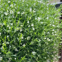 满天星插在花瓶里需要放水吗？用什么花瓶好看呢？