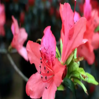 杜鹃花如何修剪成瀑布造型？养殖方法和管理方法？