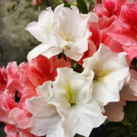 杜鹃花喜阴还是喜阳？怎么养才能更旺盛一些呢？