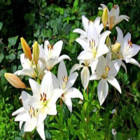 百合花从花苞到开花要几天呢？开了之后需要摘除花蕊吗为什么呢？
