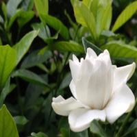 重瓣洋桔梗的种植方法和时间?11月可以播种吗?