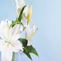 百合种子什么时候种植最好?几年才能收获?