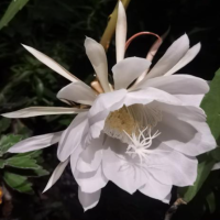 昙花适合室内养还是室外养？怎么养才能开花呢？