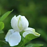 栀子花什么时候施肥最好活？种植方法及养护是什么？