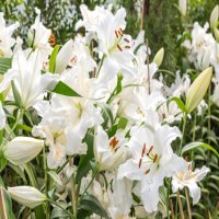 百合如何种植多长时间能发芽?花苞多久开花?