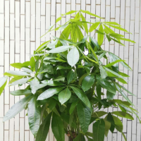 发财树烂根最好的处理方法是什么呢？用什么消毒液浸泡最好呢？