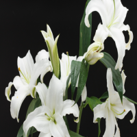 百合开花后怎么留种球？什么时候挖出来怎样保管？