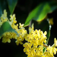 新移栽的桂花树需要注意什么？用什么土好呢？