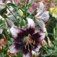 百合花开过后种球如何处理好呢?能吃吗有毒吗?