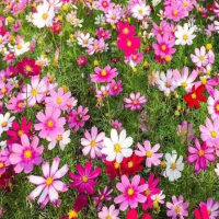 波斯菊一年四季都可以播种吗？从播种到开花需要多少时间呢？