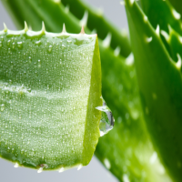 芦荟发黄变软怎么补救？是缺水还是水多引起的？