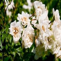  栀子花怎么养才能开花不断?病虫害防治及修剪方法?