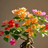 刚开的三角梅如何浇水？开花的时候可以喷水吗？