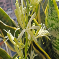 虎皮兰怎样种植最能活呢？栽培技术和养护要点是什么呢？