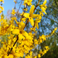 迎春花开的早还是梅花开得早呢？一般是什么季节开？