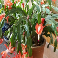 蟹爪兰怎样养殖才开花多呢？开花后怎样养护和管理？
