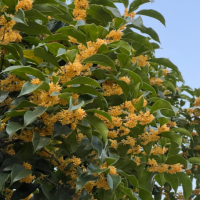 桂花树只开花不长叶正常吗？分公母树吗怎么区分的？