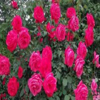 澳洲腊梅的花语是什么?进家吉利吗怎么养好看？