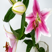 百合花开了之后需要摘除花蕊吗?最中间的心要摘吗?