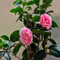 茶花为什么开两天就落了呢?开不起来的原因有哪些呢?