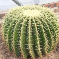 仙人掌怎么栽种？栽种仙人掌需要注意什么？