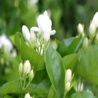 香水茉莉叶子发黄掉叶怎么办？会自愈吗？