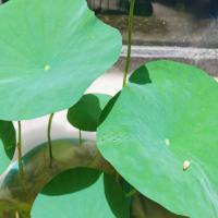 无土栽培的植物有哪些？10种最简单水培植物？