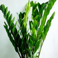 金钱树长新芽是好兆头吗？一年能出几次新芽啊？
