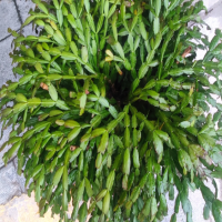 月季花插枝时间是几月？根接苗和扦插苗哪个好些？