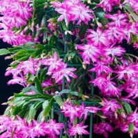 蟹爪兰怎样修剪才能开花多？适合高盆还是矮盆？