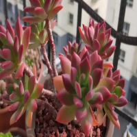 无土栽培多肉能活多久啊?可以用土种植吗?