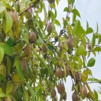油茶树长多高剪掉顶枝最好？种植多少米一株合适呢？