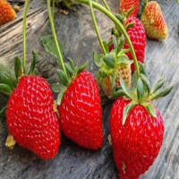 草莓籽怎么种植才能最快发芽？种子育苗方法全过程？