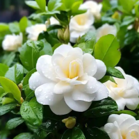 栀子花嫩叶卷曲褶皱怎么办呢？原因及解决方法是什么呢？